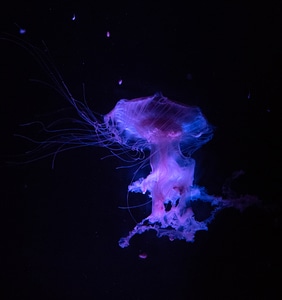 Large Glowing Jellyfish