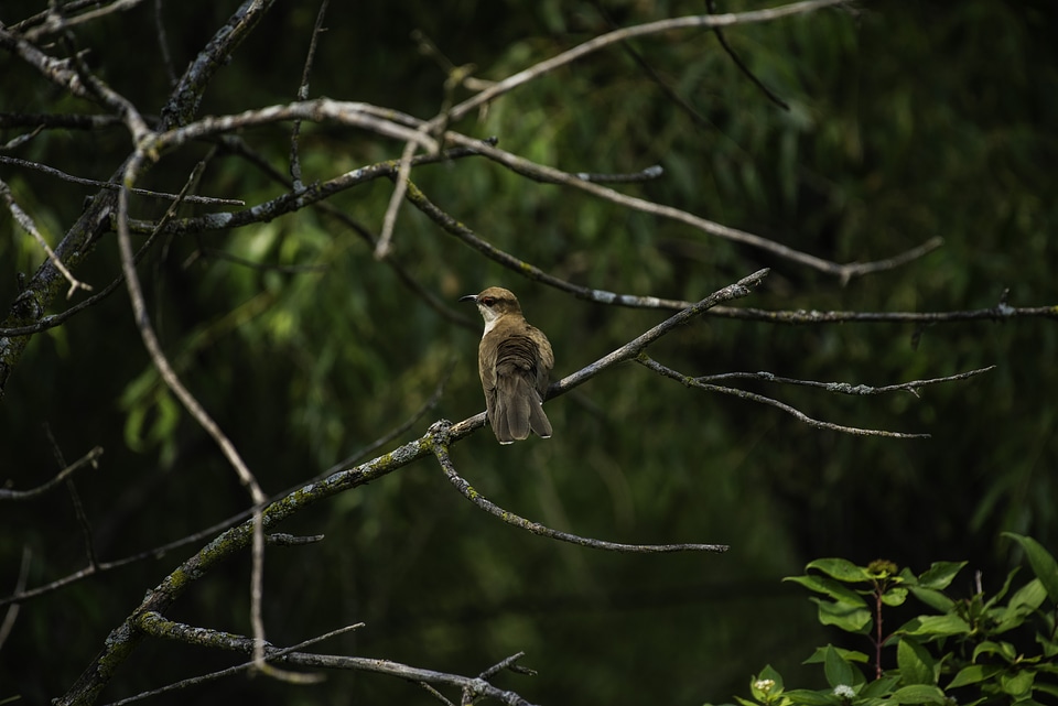 Black-billed Cuckoo - Coccyzus erythropthalmus - sitting on a branch