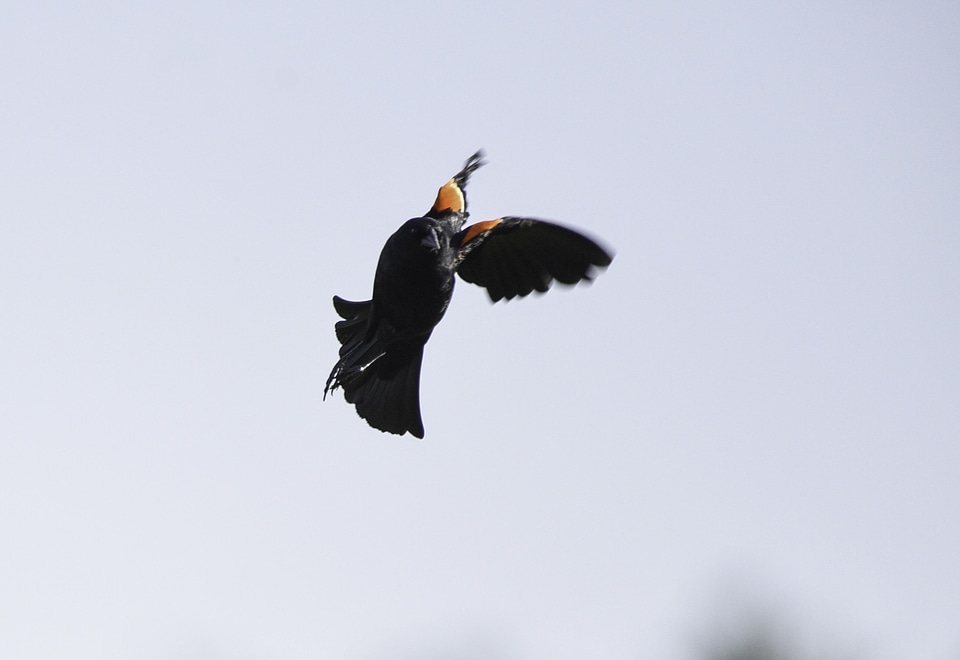 Red Winged Black Bird in Flight