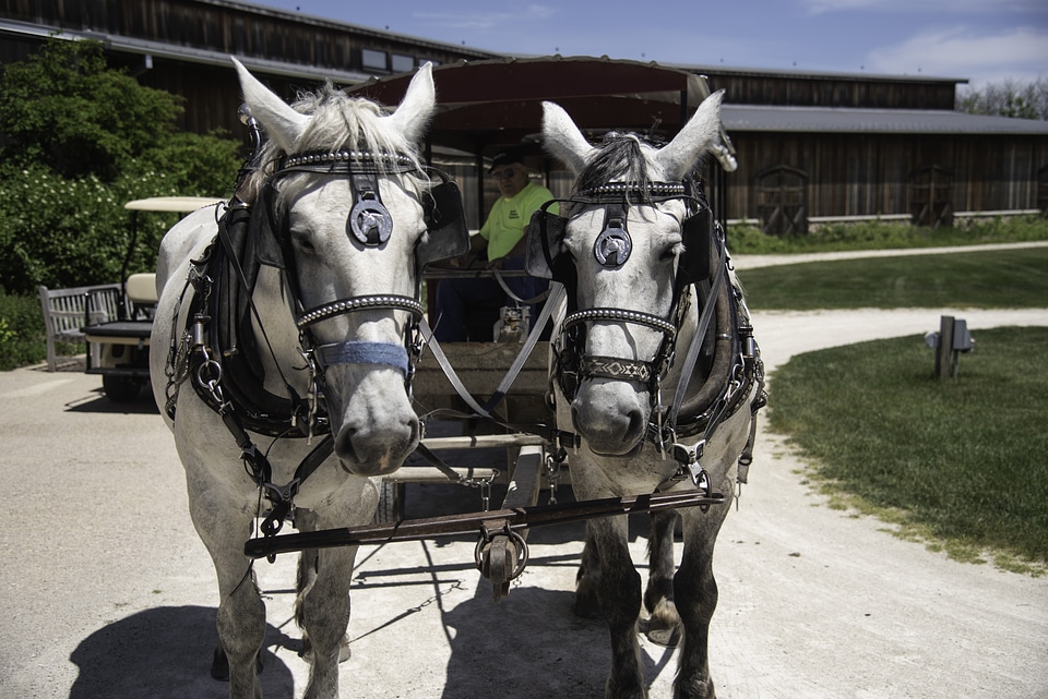 Two white horses pulling a carriage