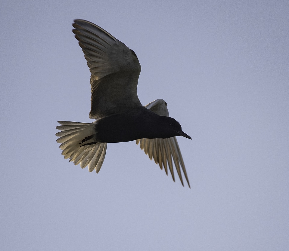 Black Tern Hovering in the Air