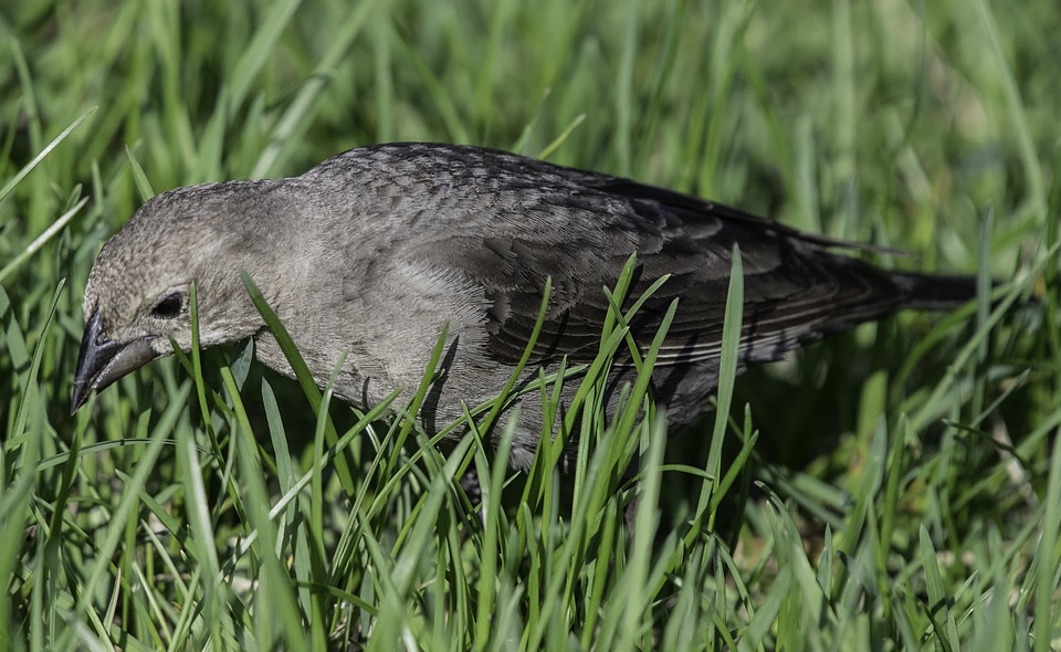 Townsend's Solitaire in the grass