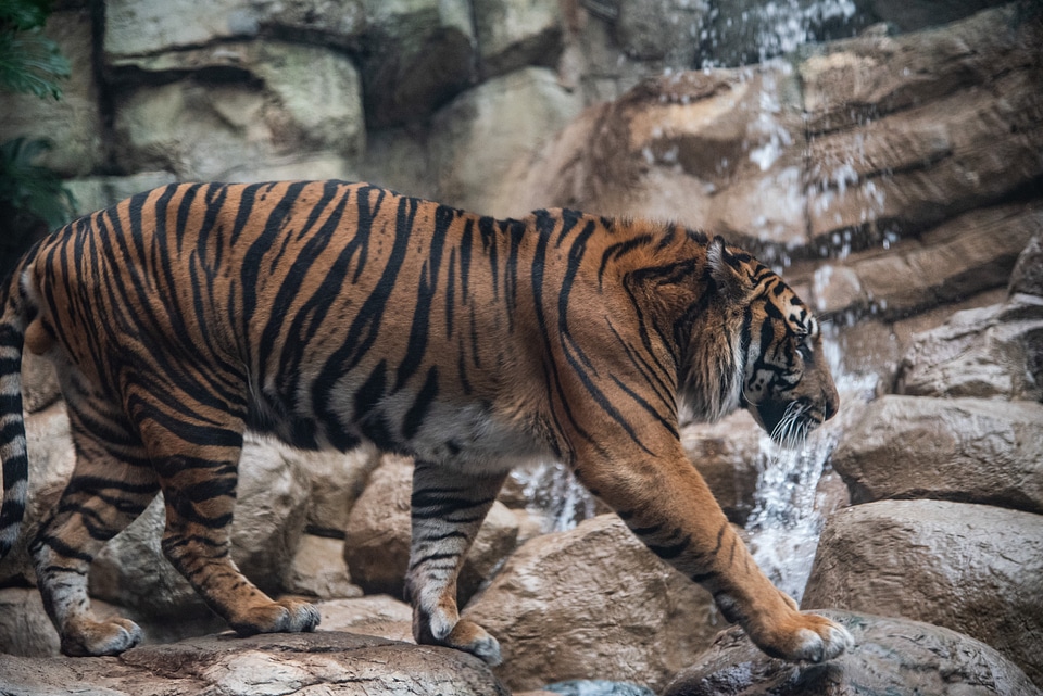 Tiger walking in habitat