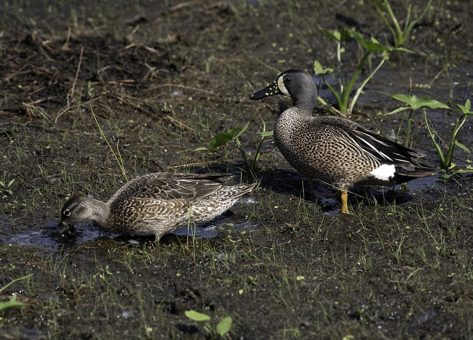 Two Blue-winged Teals foraging on the ground