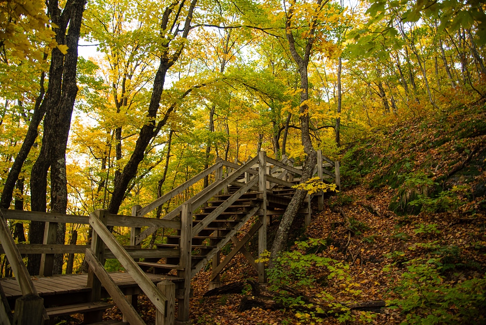 Wooden Stairs in the forest