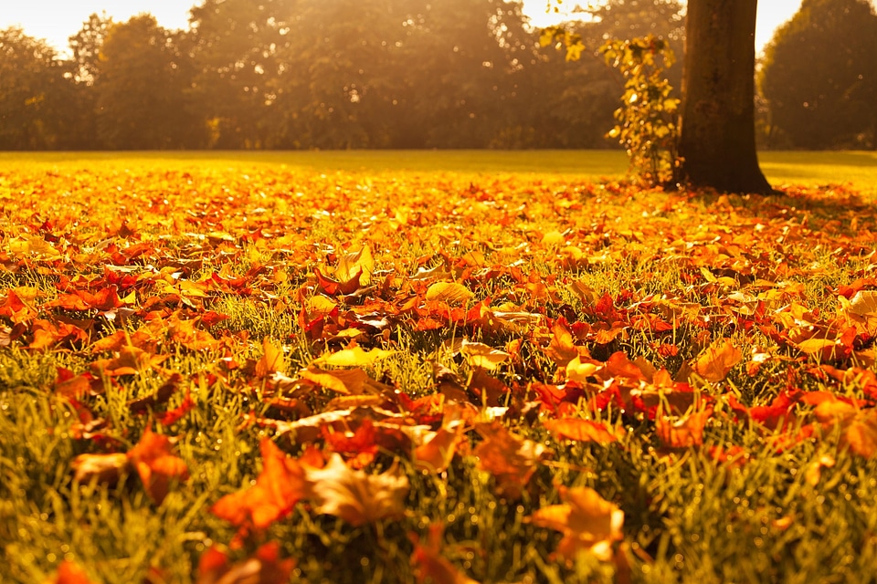 Golden leaf leaves photo