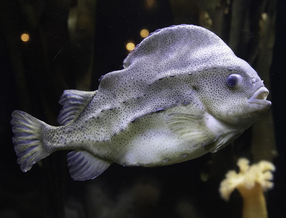 Strange looking white fish with black spots