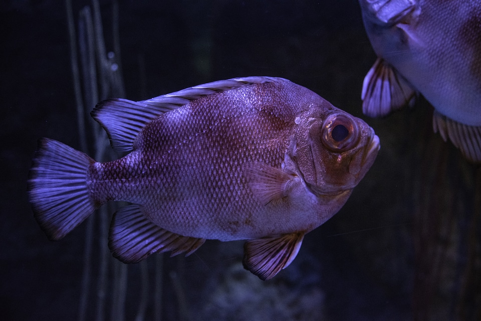 Red Fish with Big eyes