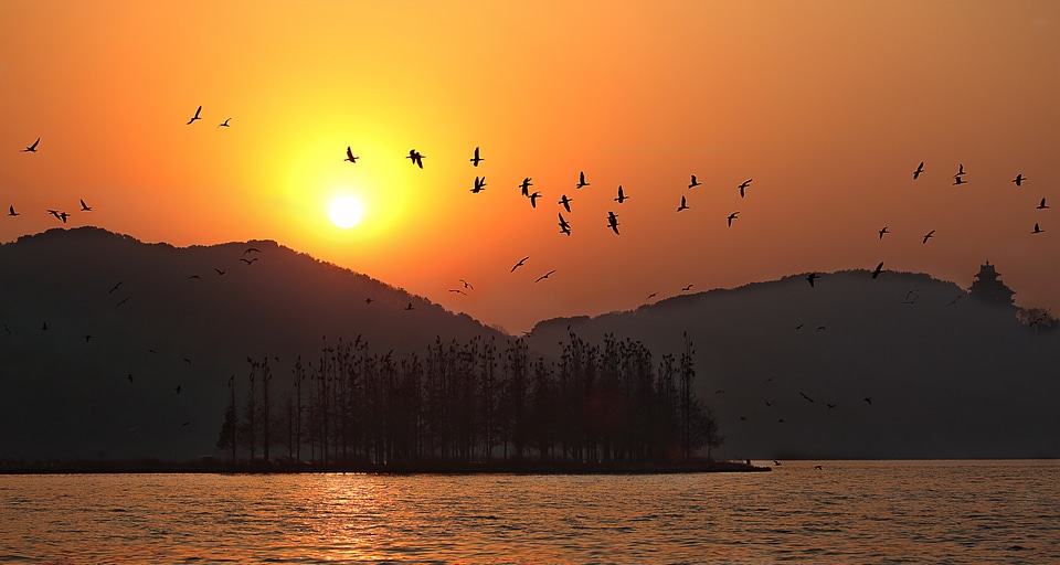 Birds flying over sunset over east lake photo