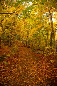 Tall Photo of Autumn leaves in Porcupine Mountains