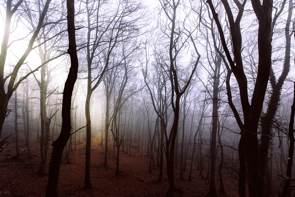 Misty and mysterious Forest trees