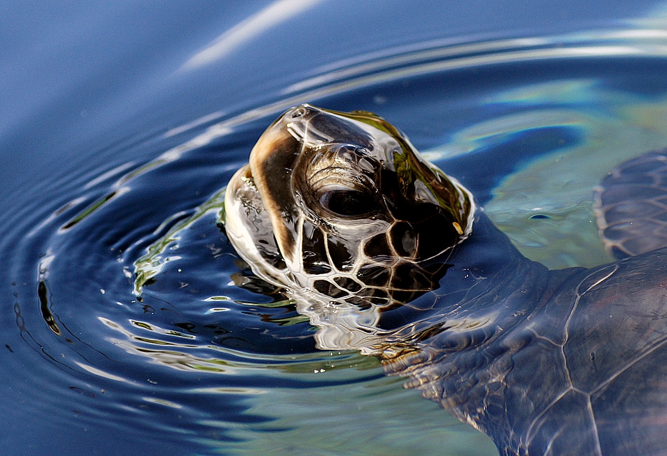 Green Sea Turtle sticking its head above water