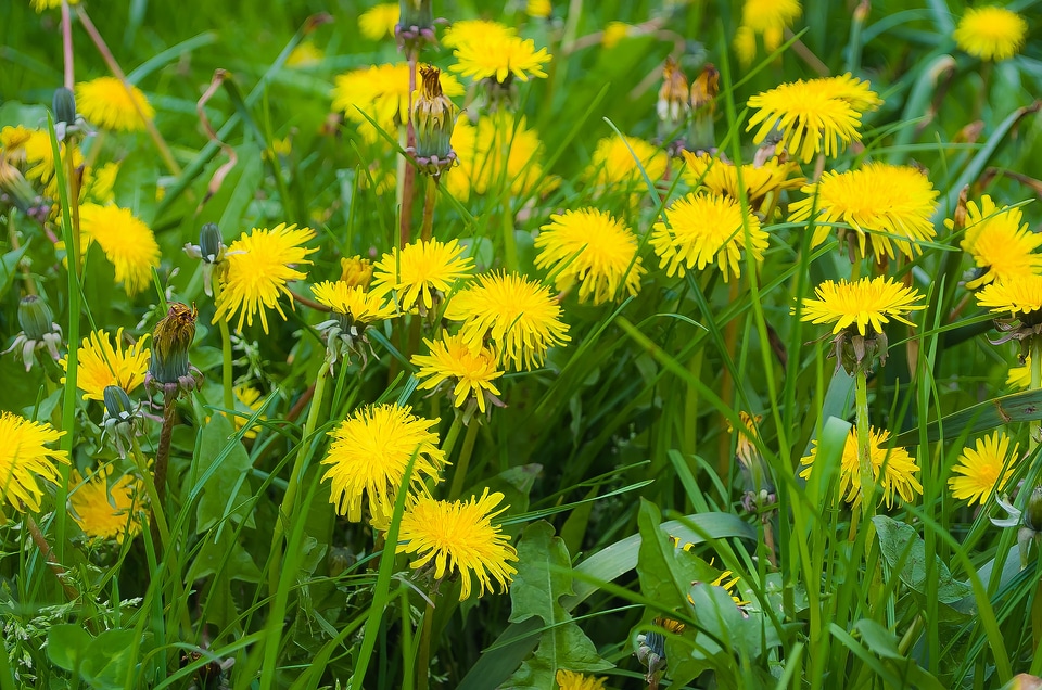 Nature macro season