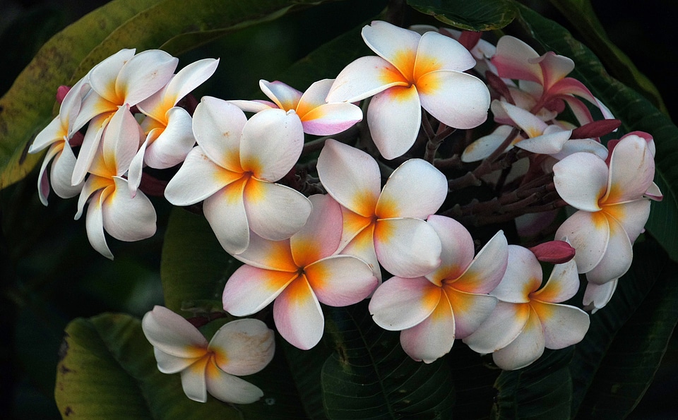 White Flowers with Orange Core