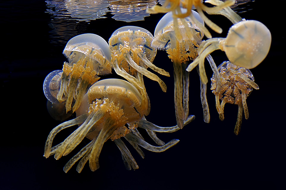 Many Jellyfish in the Water
