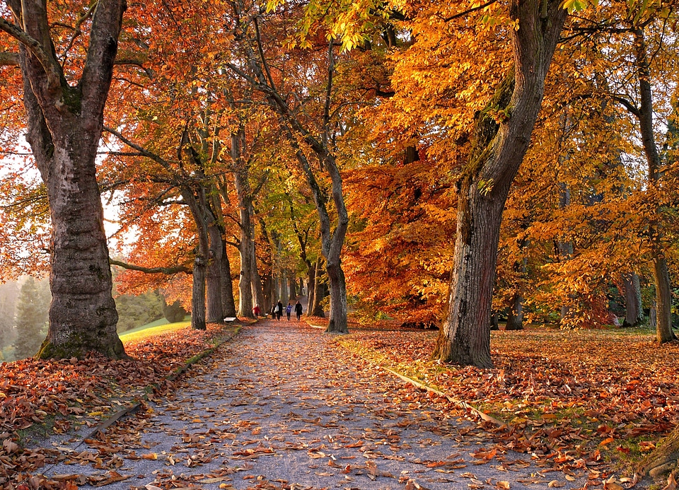 Tree lined avenue fall color leaves