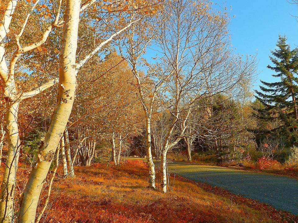 Duck Brook Bridge landscape