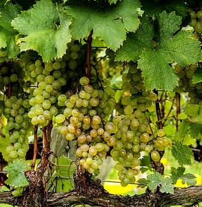 Green Grapes on a vine photo