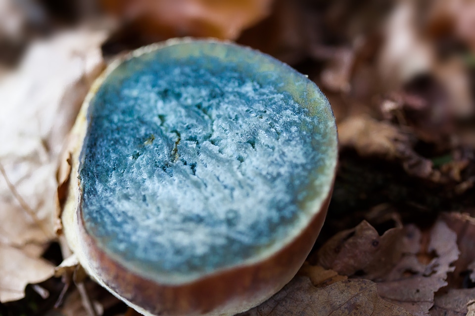 Thunder sponge boletus erythropus interface