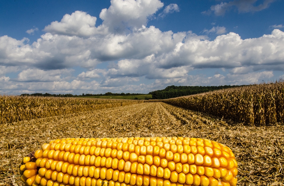 Ear of Corn in the Harvest Fields in Virginia