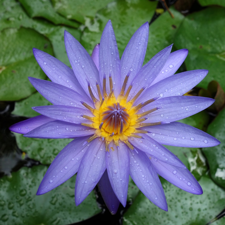 Purple Flower