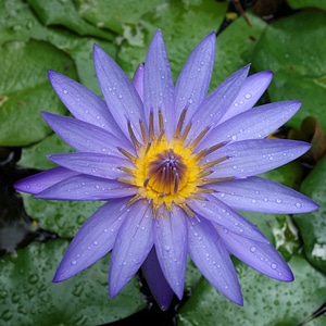 Purple Flower