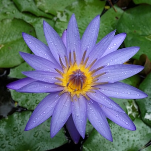 Purple Flower photo