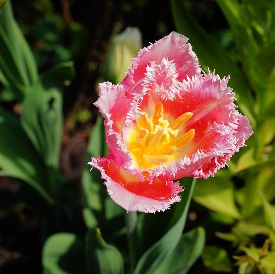 Bloom holland jagged edge