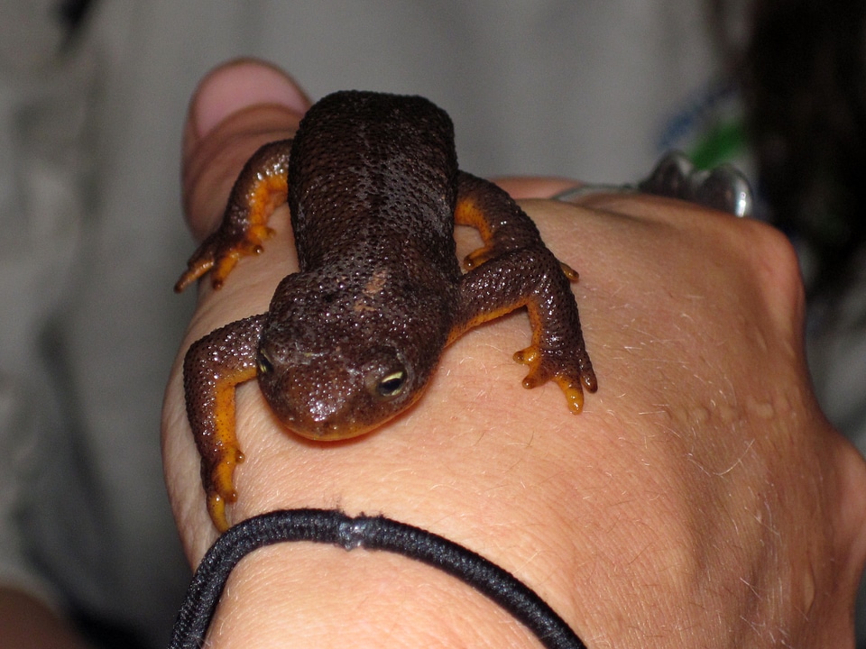 Rough skinned Newt on hand
