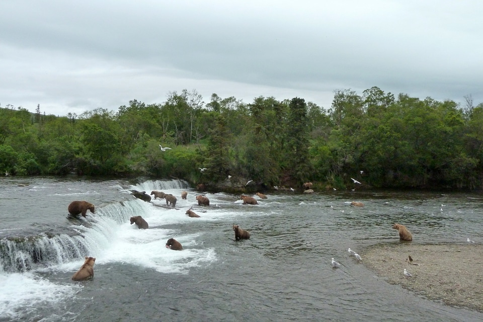 Bears all the Katmai Falls