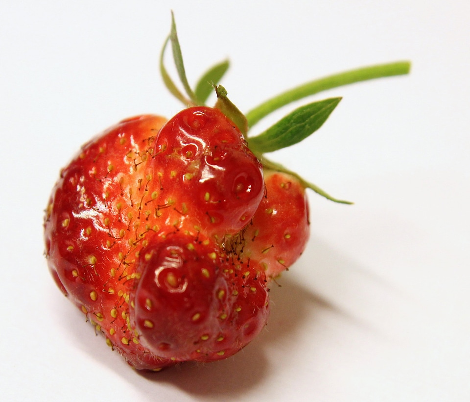 Funky looking strawberry