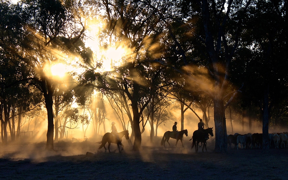 Sunlight through the trees with Cowboys in Victoria, Australia
