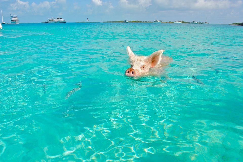 Pig swimming in the tropical waters in the Bahamas