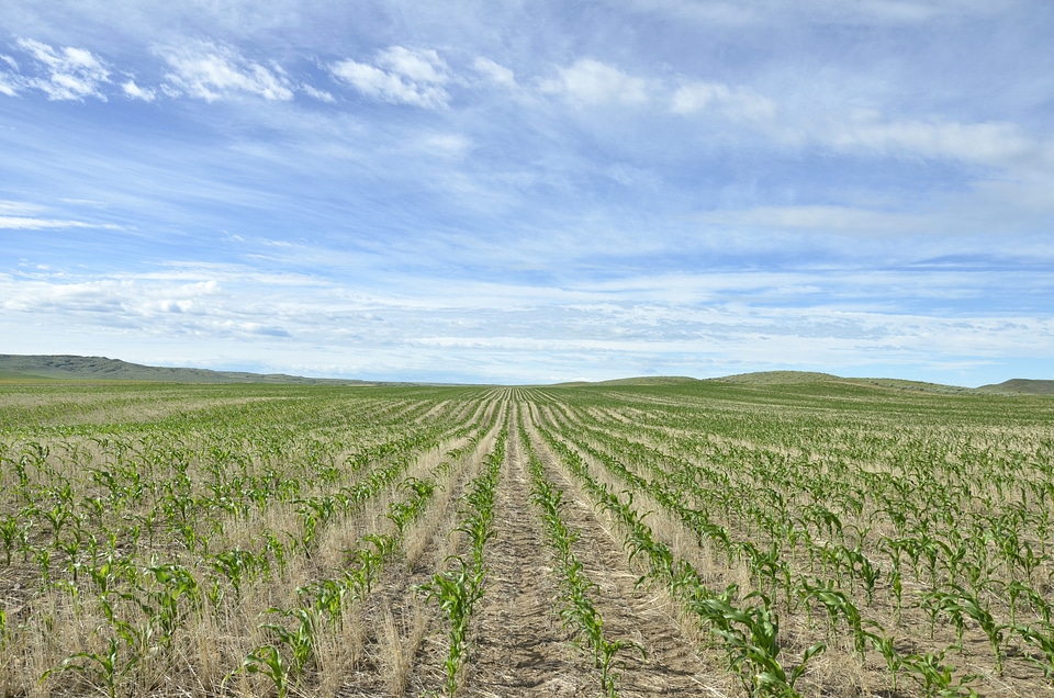 Landscape of Vogel Farm