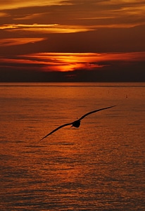 Seagull over the water at Sunset photo