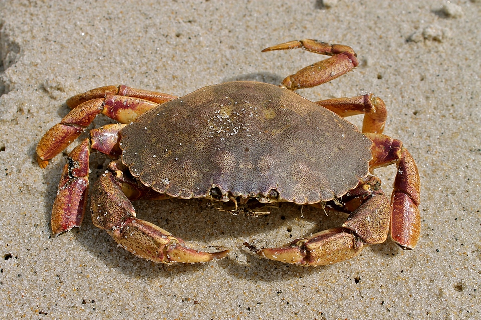 Jonah Crab on sand