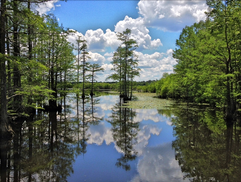 Peaceful landscape with pond and trees