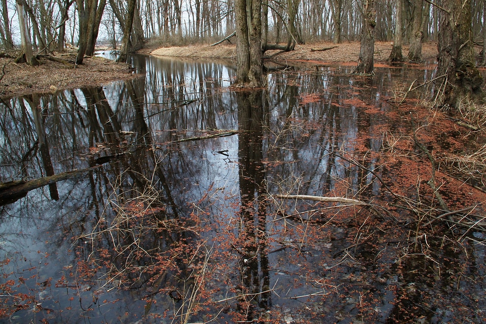 Forest wetlands