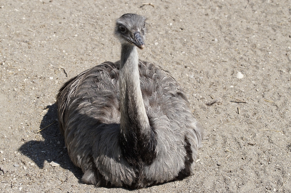 Big bird bird plumage