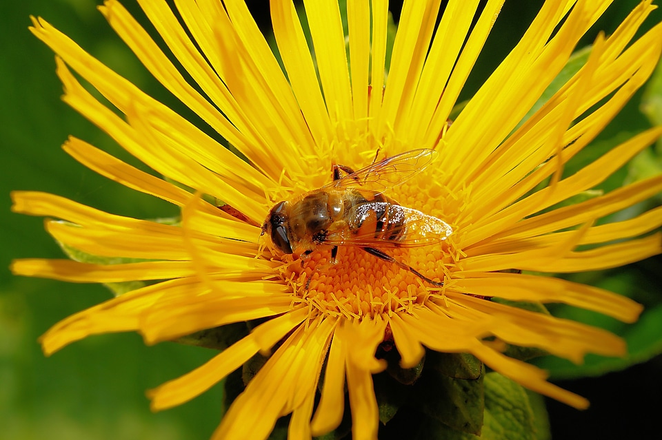 Yellow close up bee photo