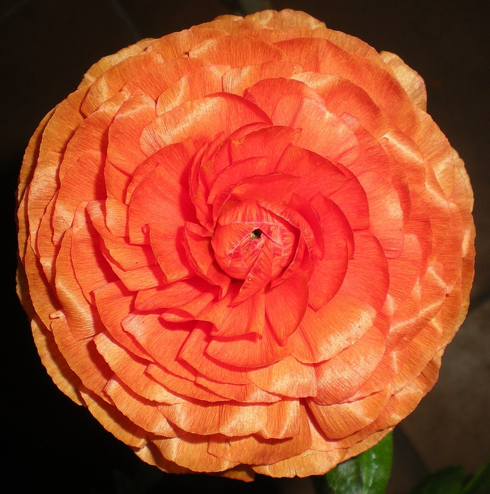 Beauty nature petals