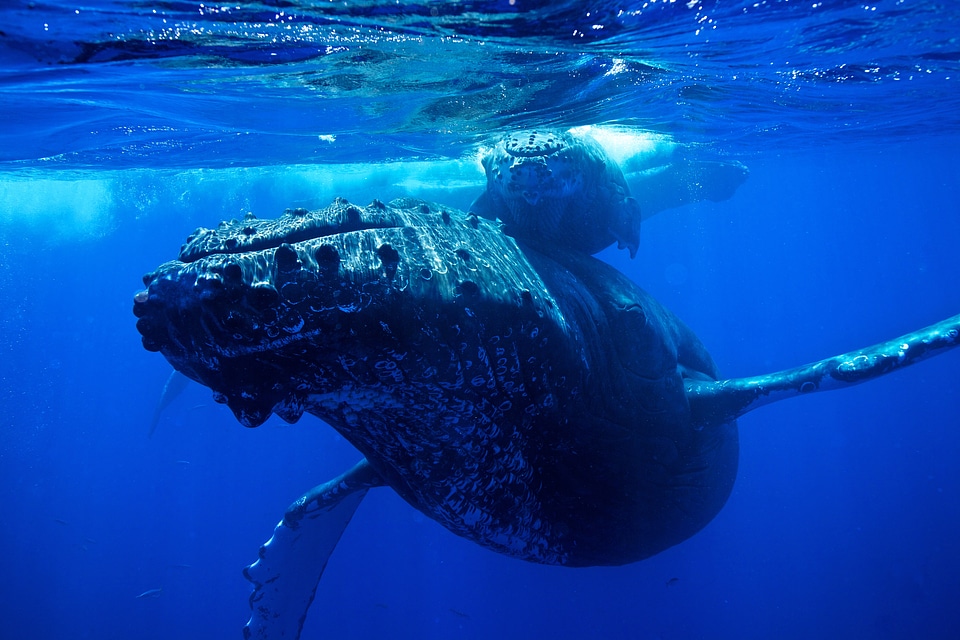 Humpback whale under water