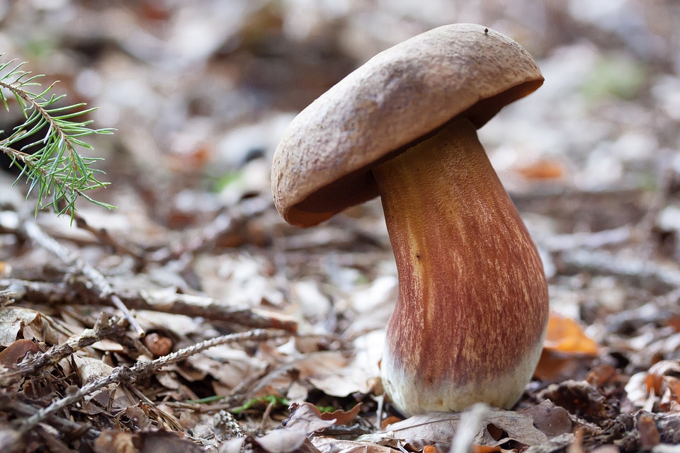 Thunder sponge boletus erythropus hat