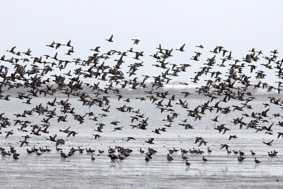 American Wigeons and Northern Pintails in flight