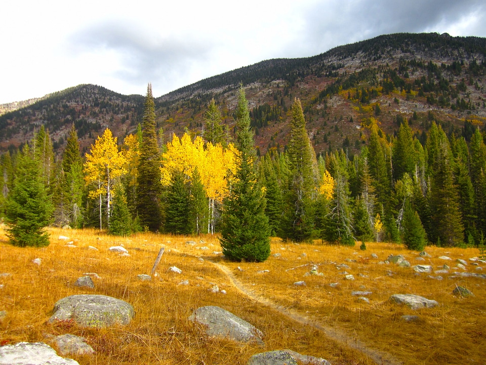 Pine trees and foilage landscape