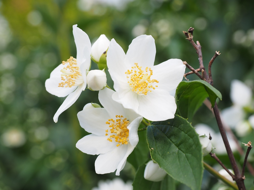 White european whistle shrub philadelphus coronary
