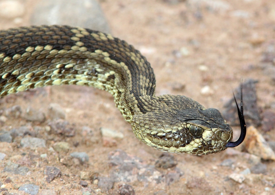 Rattlesnake with tongue stuck out