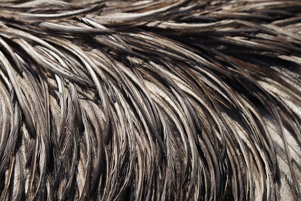 Plumage close up bird