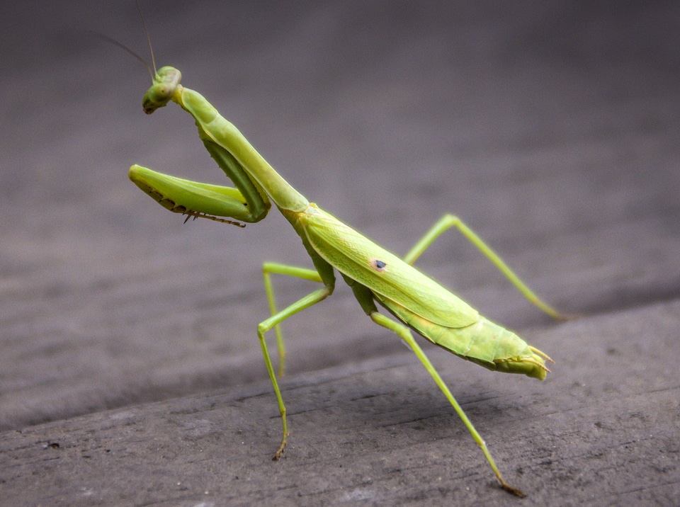 Green Praying Mantis 