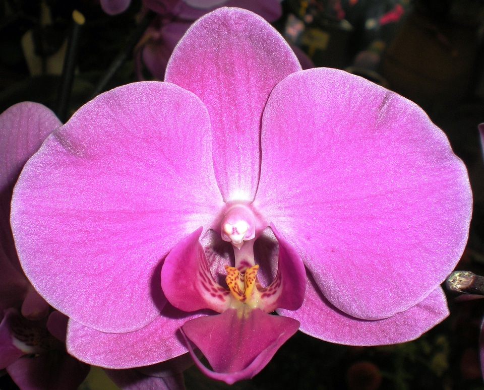 Orchid nature flower